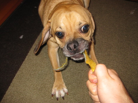 Tug of War with Henri Tug of War with Henri